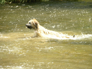 Esplendigos Ambar