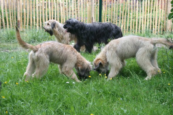 Unsere Hunde im Auslauf
