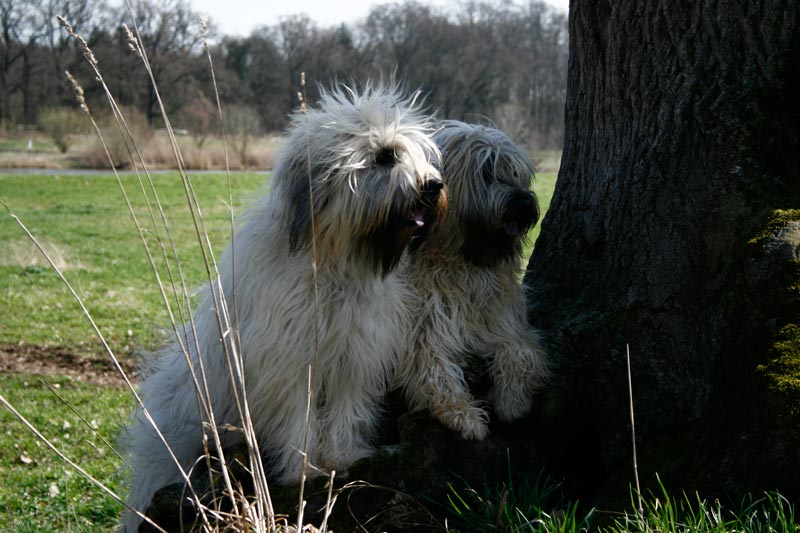 Esplendigos Bvlagri und Esplendigos Benita