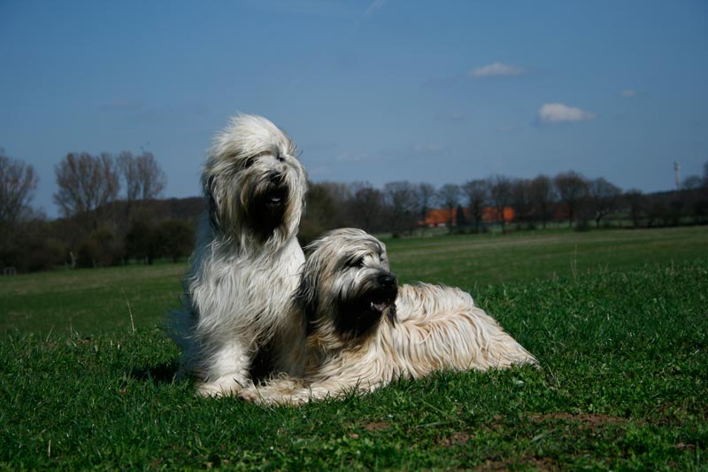 Esplendigos Bvlagri und Esplendigos Benita