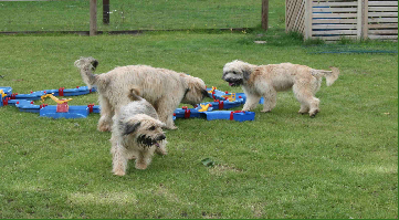 Hundebesuch