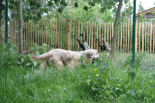 Unsere Hunde im Auslauf