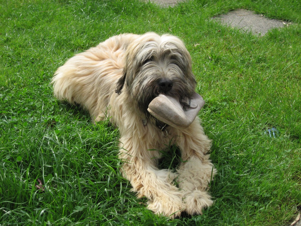 Gustavo aus dem Dolberger Holz