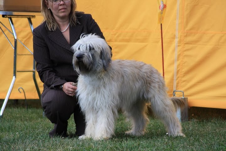 Gos d'Atura