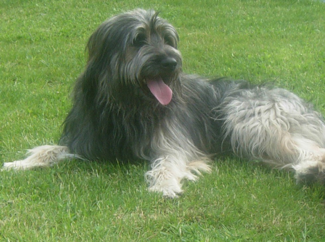 Gos d'Atura