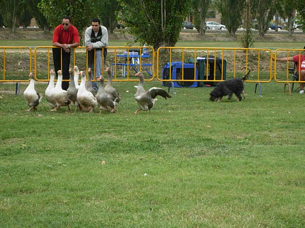 Monogràfica - Banyoles