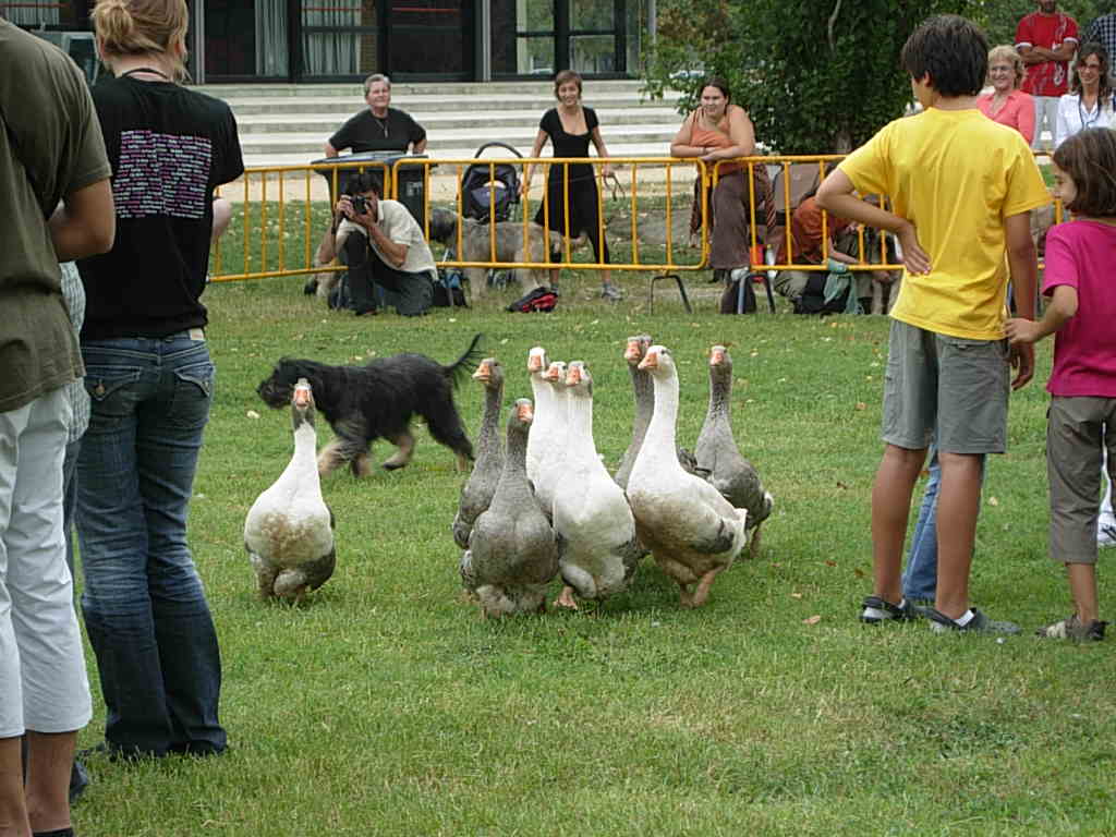 Monogràfica - Banyoles