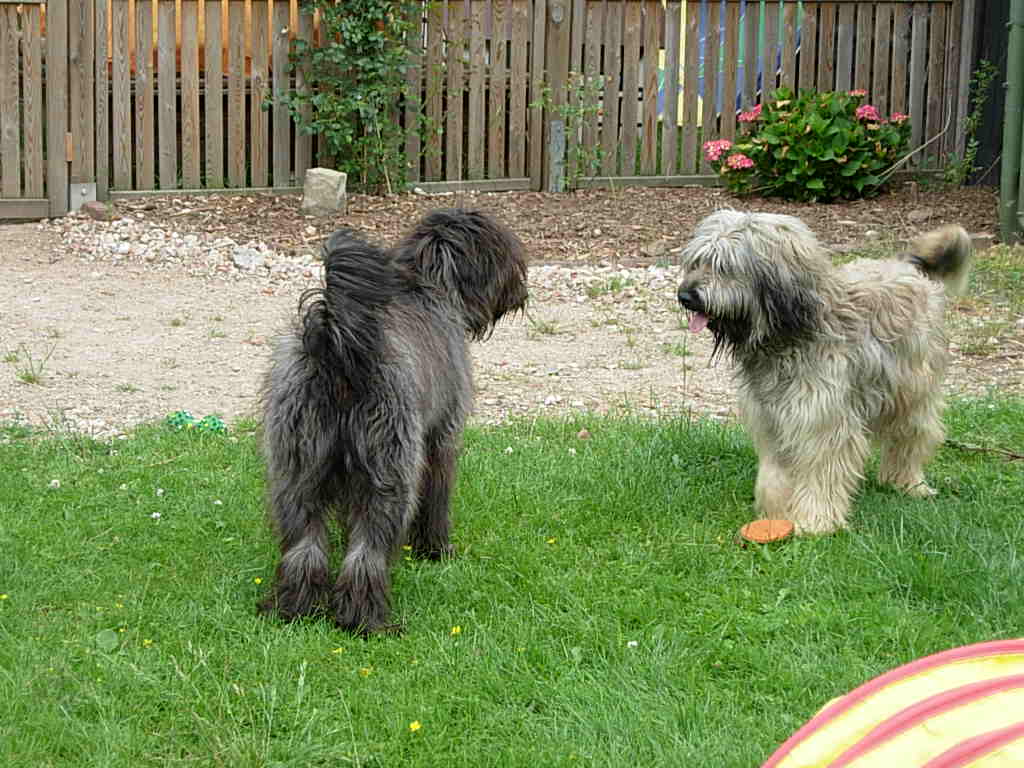 Hundebesuch