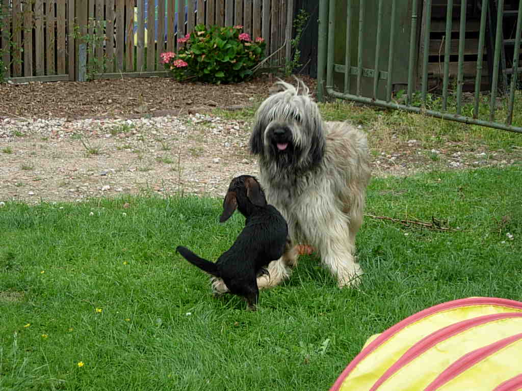 Hundebesuch