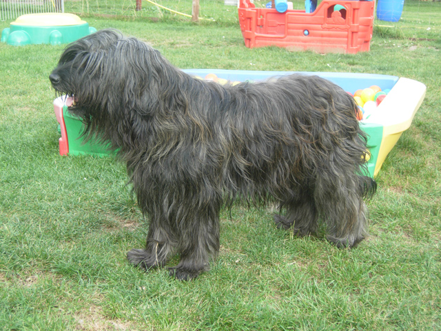 Gos d'Atura Senda de CanMuc
